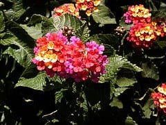 Gardening Reaps More Than You May Think 1 Photo Credit: Jason A. Samfield via Compfight cc