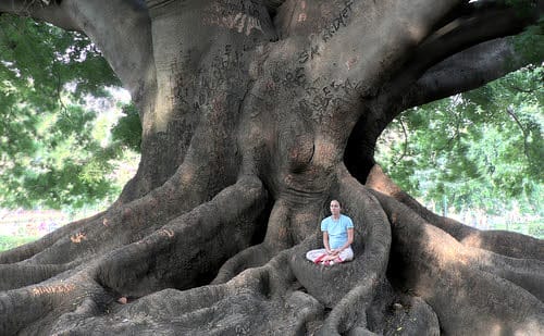 mindfulness-and-sustainability-tree-meditating