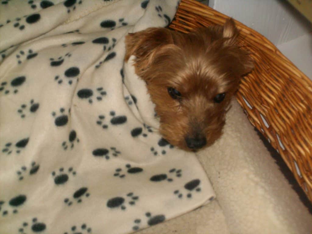 I’m Living With a Sundowner Dog 1 HPIM1530