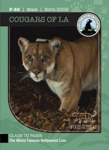 Cougar cards