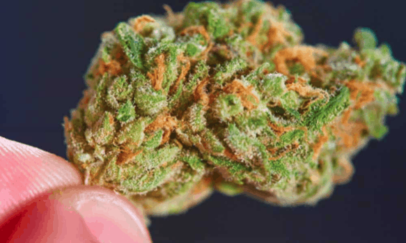 How to Eliminate the THC in Marijuana From Your Body 1 Screen Shot 2018 06 17 at 10.44.02 PM