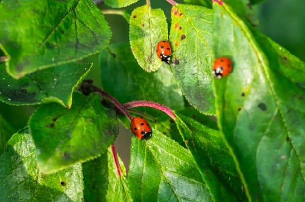 Insects That Can Help or Harm Your Garden