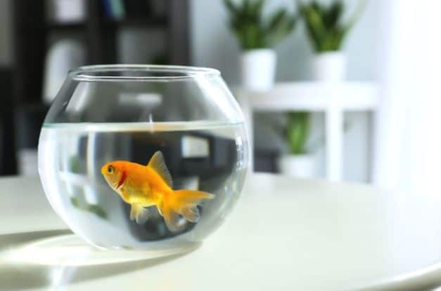 Why Fish Make Great Pets for Seniors
