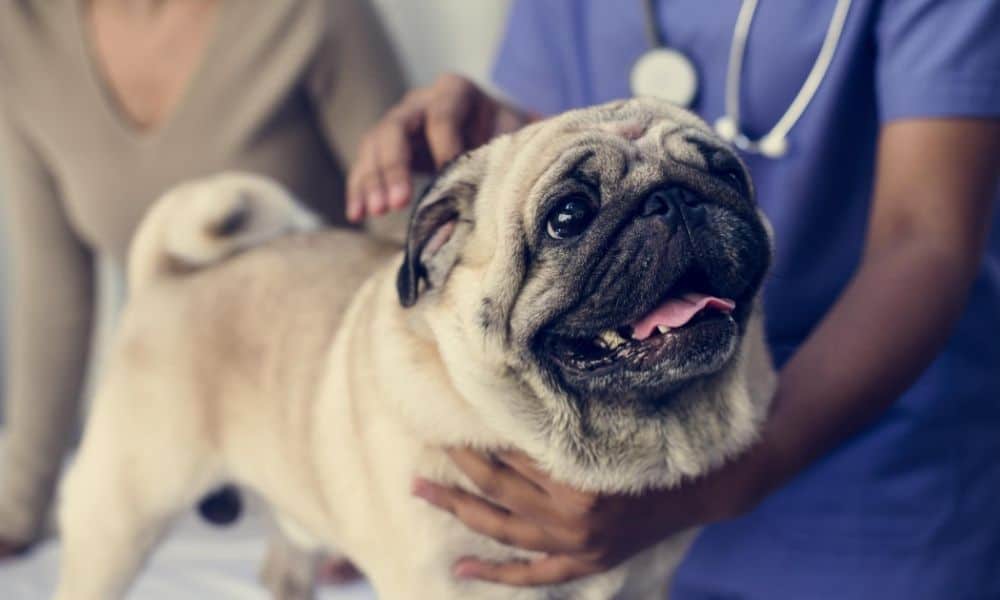 4 Common Skin Problems in Dogs To Watch Out For