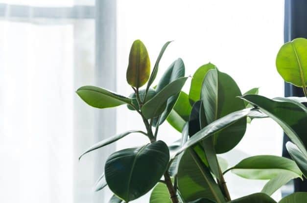 Little Ways To Make Your Home Environmentally Friendly