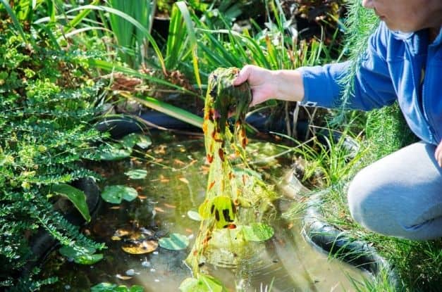How To Combat Algae Growth in a Residential Pond
