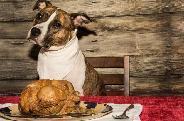 Which Christmas Foods Are Safe for Dogs To Eat?