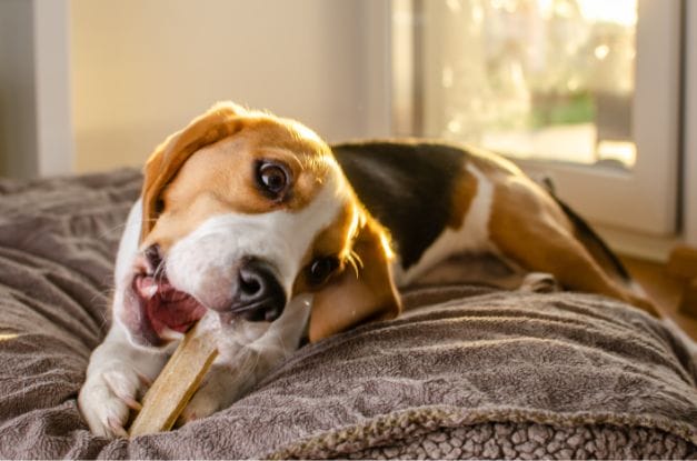 5 Ways To Stop Your Puppy’s Chewing Problem