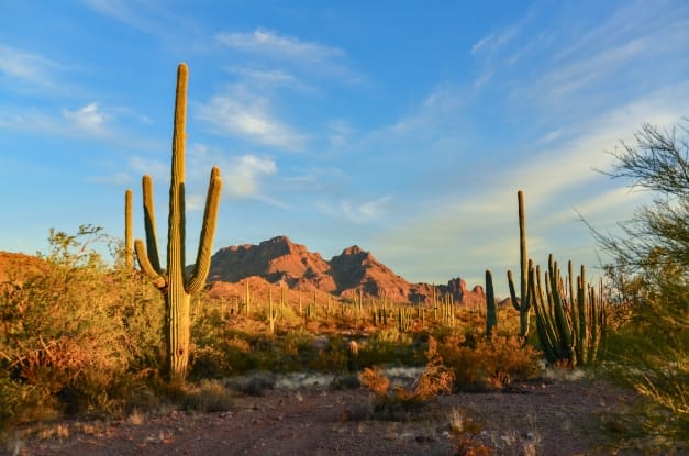 A view of the Arizonan mountains and a few cacti sitting in the foreground. The sun is setting in the distance.