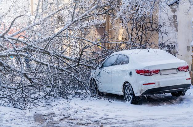 A white car is off the road and stuck in tree branches. The ground and branches are covered in snow.